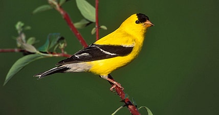 facebook-Linked_Image___146069 Â© Brian E. Small Nature Photographers Ltd