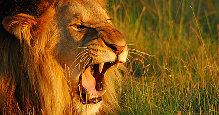 Promo lion roaring