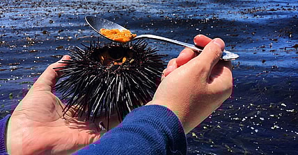 facebook-Linked_Image___Sea Urchin just harvested off the Channel Islands