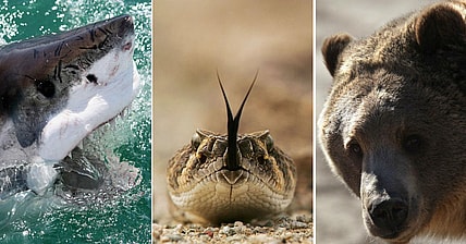 facebook-Linked_Image___shark snake bear