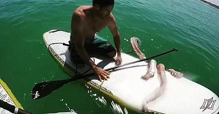 Giant Squid