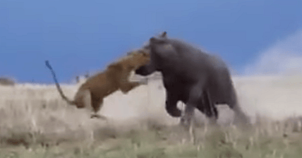 Hippo versus Lion