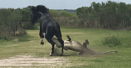 Horse Beating Gator