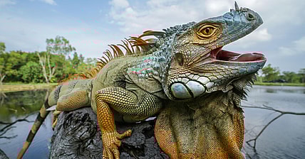 Iguana Promo