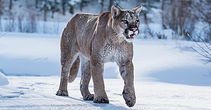 Mountain Lion Promo