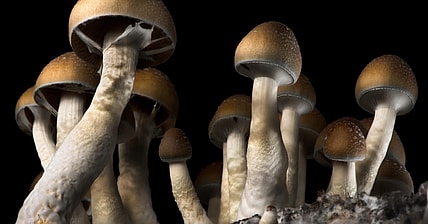 Mushrooms Promo