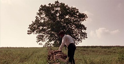Shawhank Tree