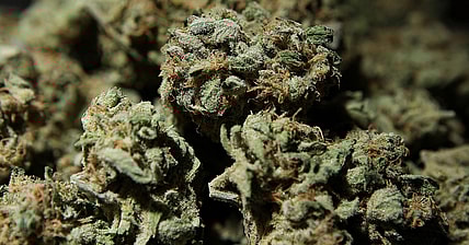 Dank weed