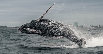 Humpback whale breaches waters off the coast of South Africa.
