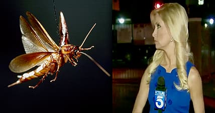 cockroach-boobs-promo