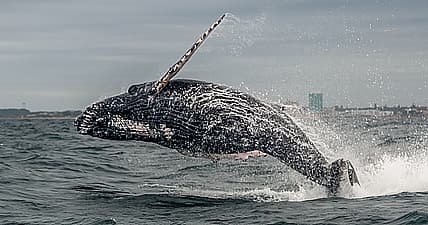 Humpback whale breaches waters off the coast of South Africa.