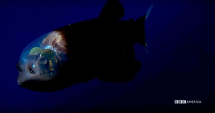 blue-planet-deep-6