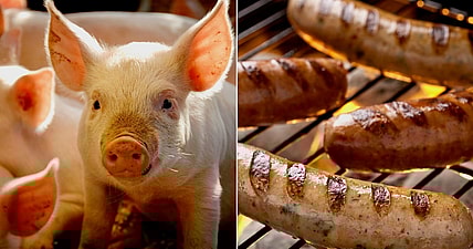 rescued-pigs-sausage-promo