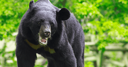 black-bear-getty
