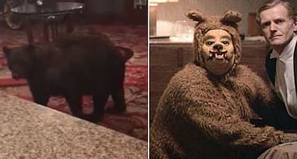 bear-overlook-king