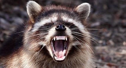 "Rabid" Raccoon
