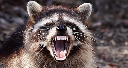 "Rabid" Raccoon