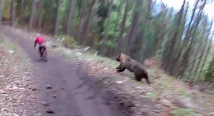 bear