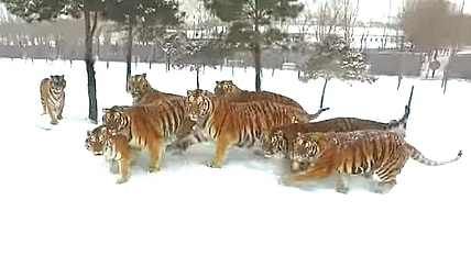 Siberian Tigers drone