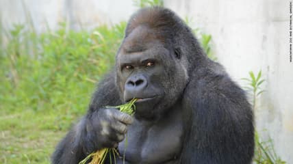 150626144203-japan-gorilla-shabani-1-exlarge-1691111.jpg