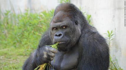 150626144203-japan-gorilla-shabani-1-exlarge-1691111.jpg