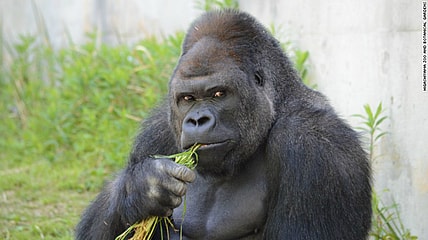 150626144203-japan-gorilla-shabani-1-exlarge-1691111.jpg