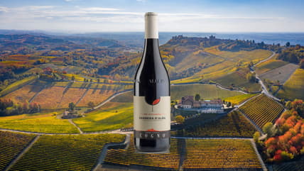 Elvio Cogno's wines