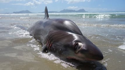 big eye thresher shark