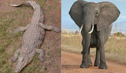Crocodile and Elephant