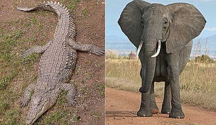 Crocodile and Elephant