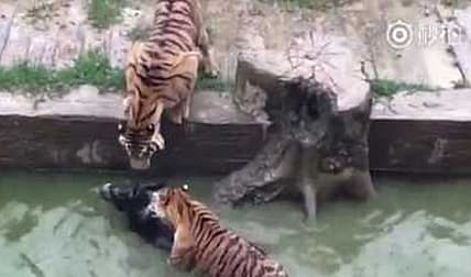 Tigers v Donkey