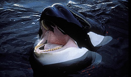 Orca attack