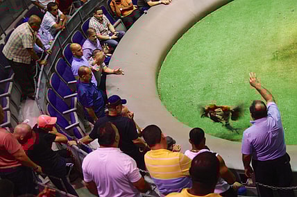 cockfighting1.jpg