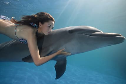 horny-dolphin-main