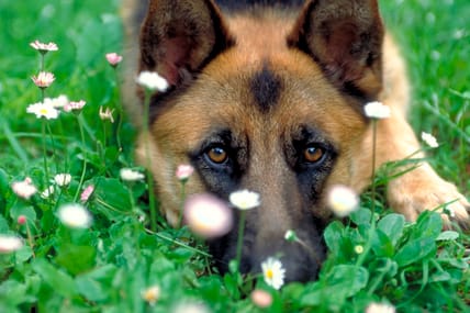 dogs-purpose-main