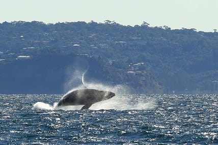 Look it's a whale yay Getty