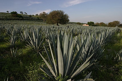 agave patron tequila