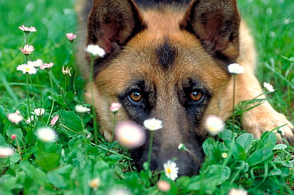 dogs-purpose-main
