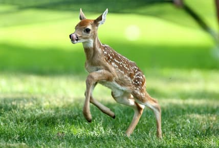 deer-meat-arbys-main.jpg