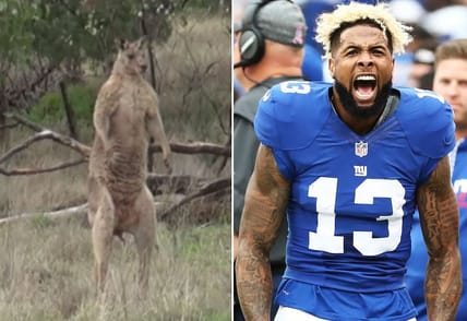 kangaroo.jpg