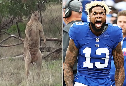 kangaroo.jpg