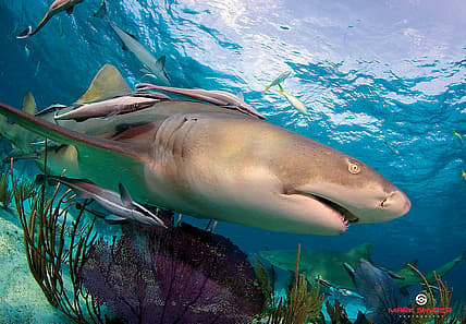 shark-hotel-1