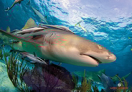 shark-hotel-1