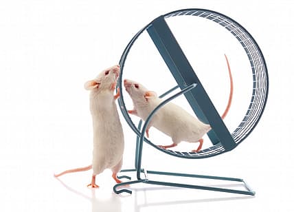 mouse-sex-action-mice-main.jpg