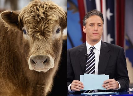 jon-stewart-angus-bull-main.jpg