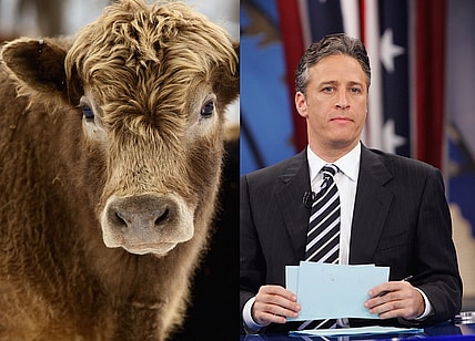 jon-stewart-angus-bull-main.jpg