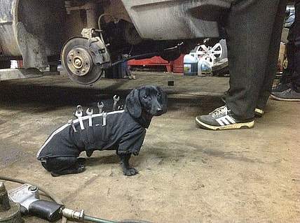 dachsund-helper-boredpanda.jpg