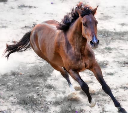 np010416_horsepenis_article.jpg