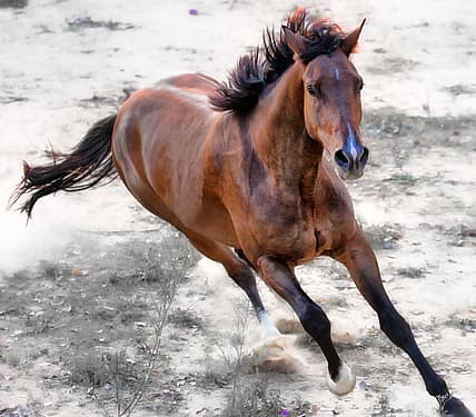 np010416_horsepenis_article.jpg