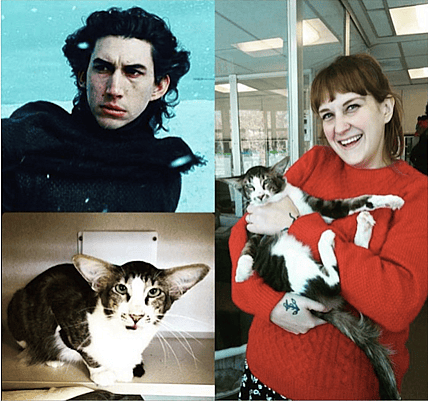 np011916_Kylo_cat.jpg